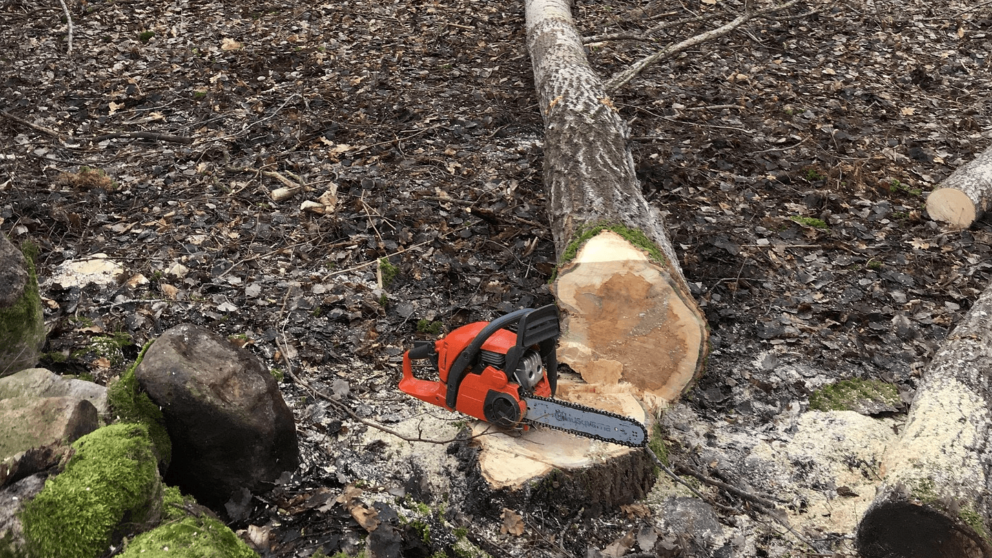 Élagage et Abattage - photo 6