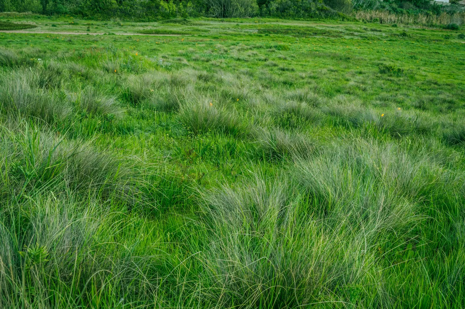 Dessouchage et rognage de souches - photo 2